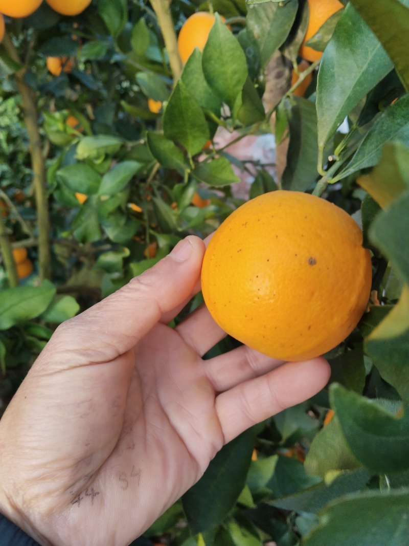 正宗麻阳冰糖橙