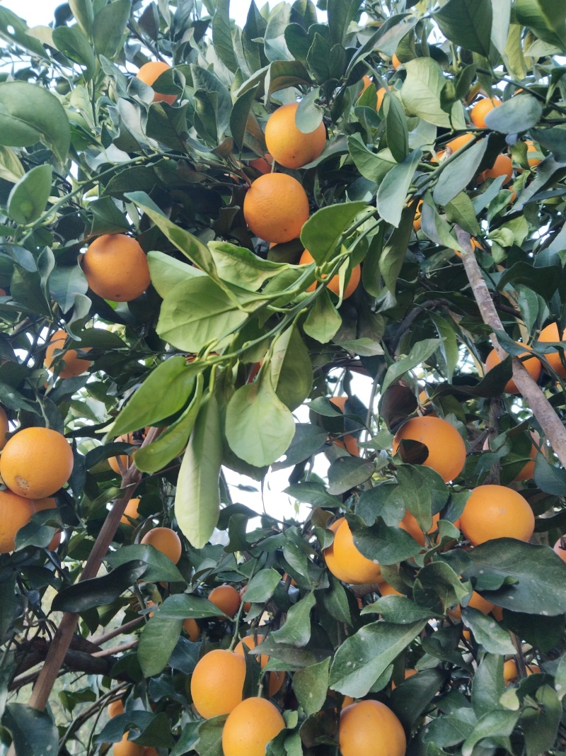 正宗麻阳冰糖橙