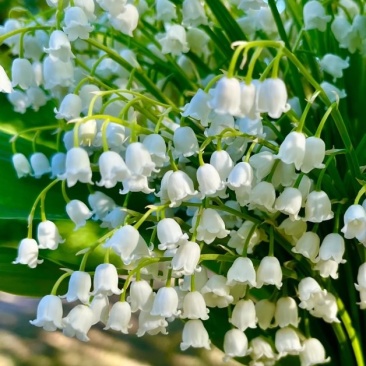 铃兰花种球浓香花卉种根四季耐寒盆栽室内外种子开花绿植种根