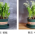 铃兰花种球浓香花卉种根四季耐寒盆栽室内外种子开花绿植种根