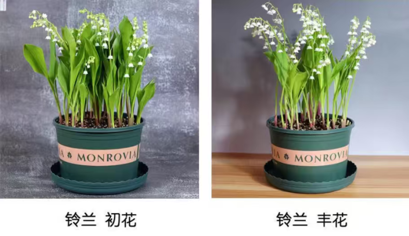 铃兰花种球浓香花卉种根四季耐寒盆栽室内外种子开花绿植种根