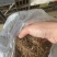 铃兰花种球浓香花卉种根四季耐寒盆栽室内外种子开花绿植种根