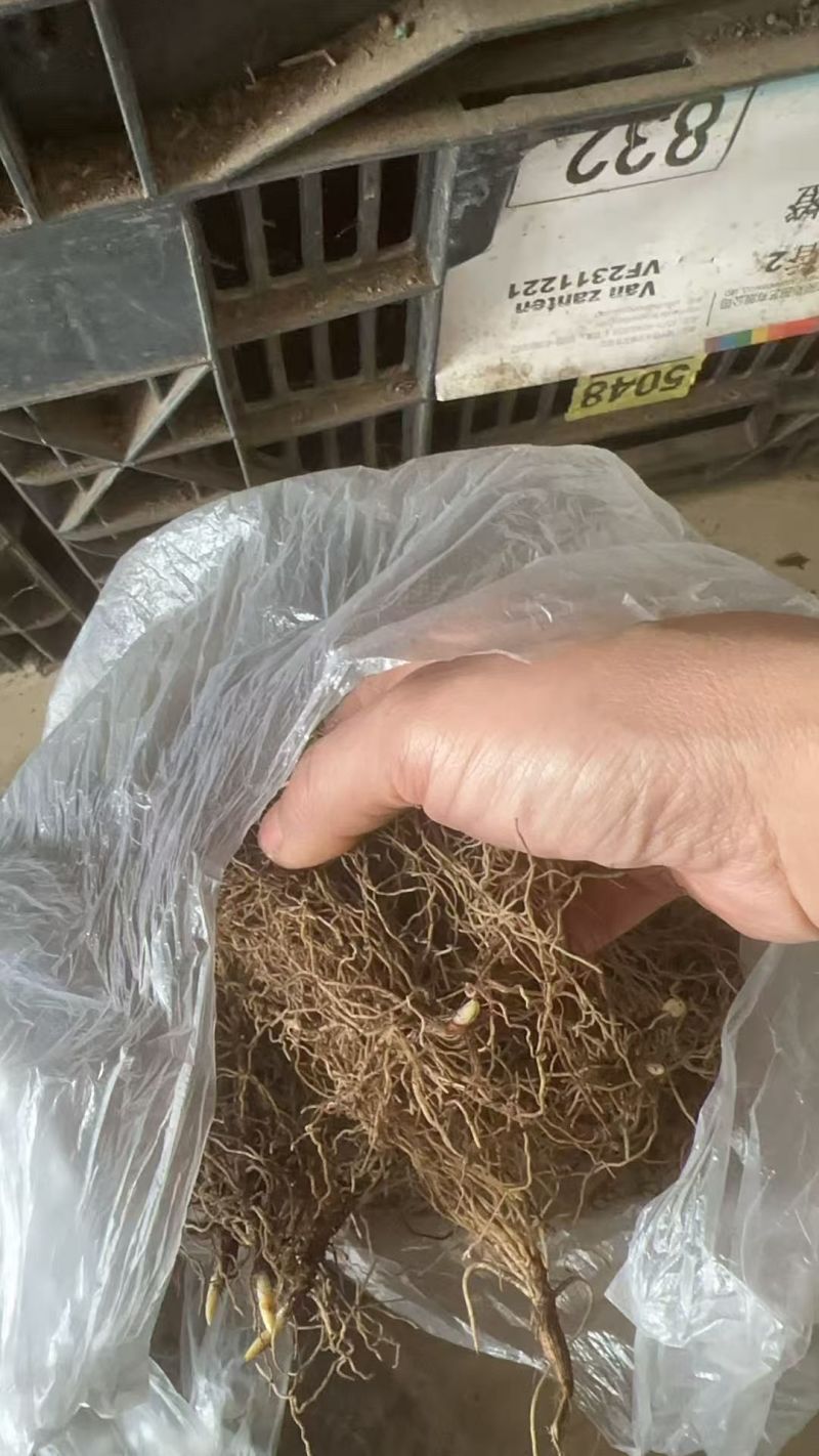 铃兰花种球浓香花卉种根四季耐寒盆栽室内外种子开花绿植种根