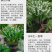 铃兰花种球浓香花卉种根四季耐寒盆栽室内外种子开花绿植种根