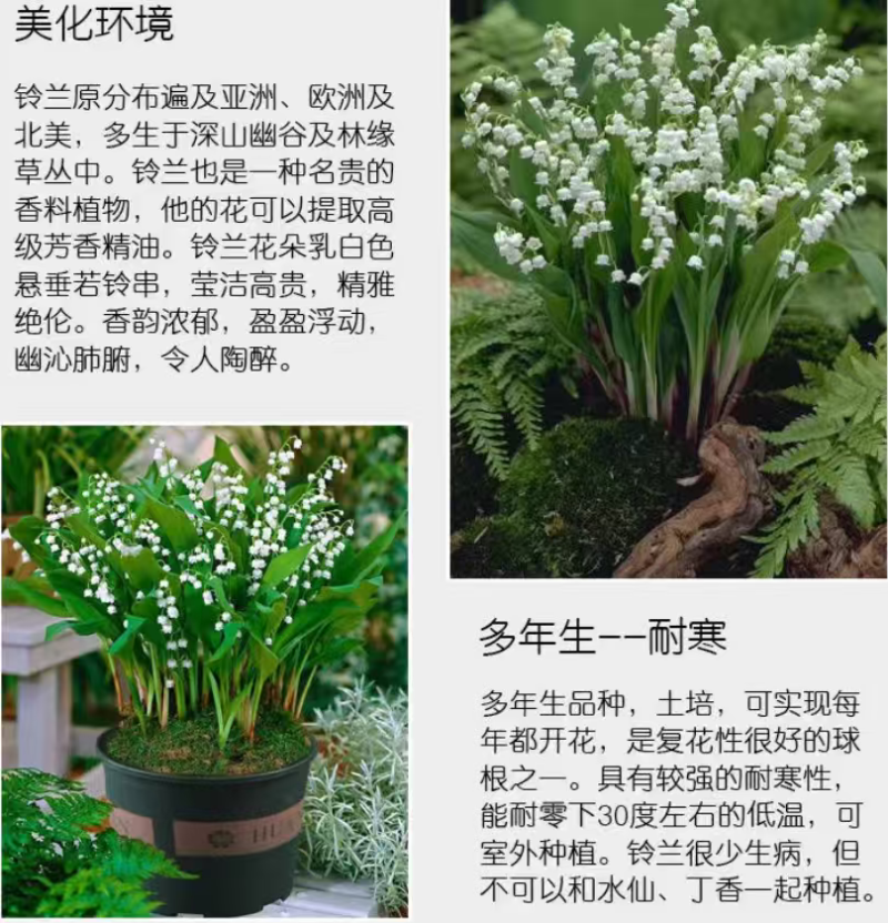 铃兰花种球浓香花卉种根四季耐寒盆栽室内外种子开花绿植种根
