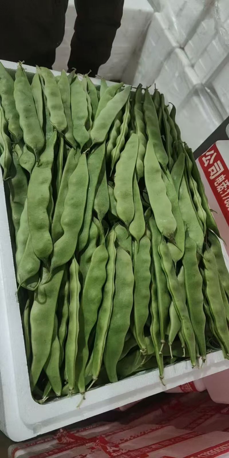 云南保山精品一点红油豆角对接全国市场量大从优欢迎采购热卖