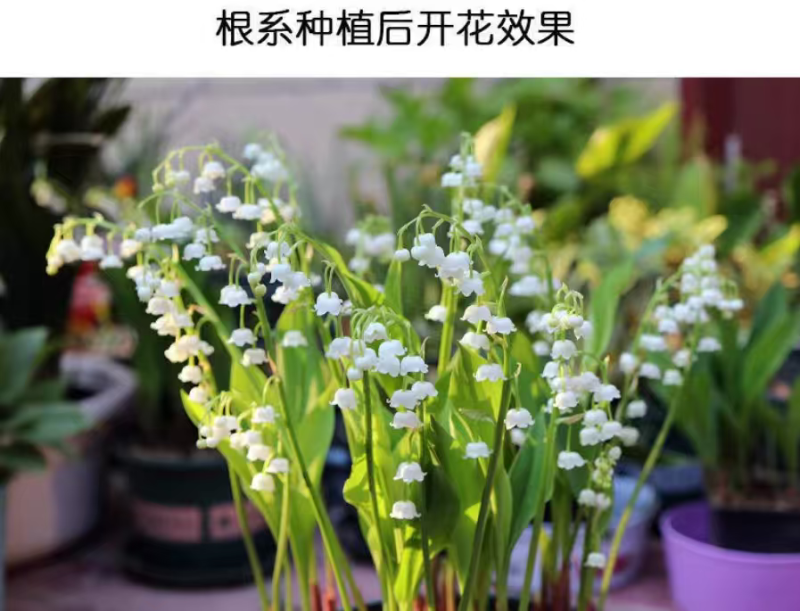铃兰花种球浓香花卉种根四季耐寒盆栽室内外种子开花绿植种根