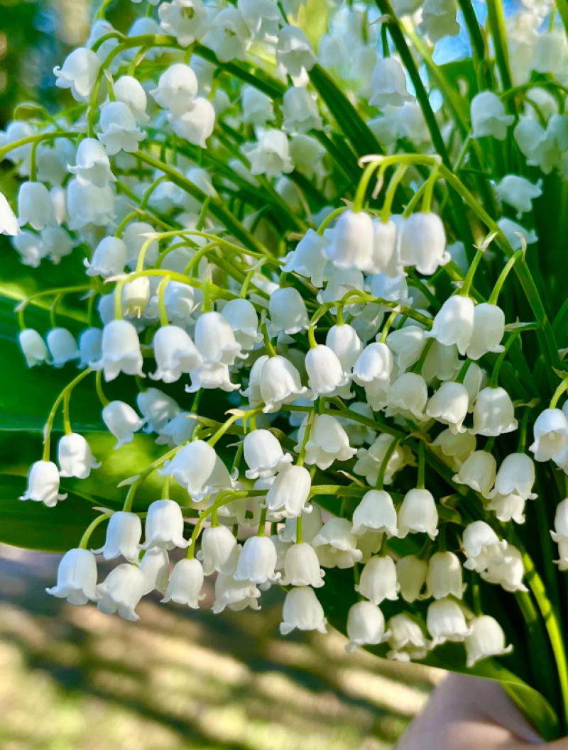 铃兰花种球浓香花卉种根四季耐寒盆栽室内外种子开花绿植种根