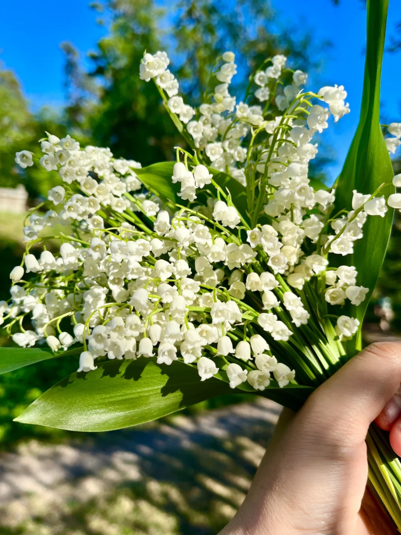 铃兰花种球浓香花卉种根四季耐寒盆栽室内外种子开花绿植种根
