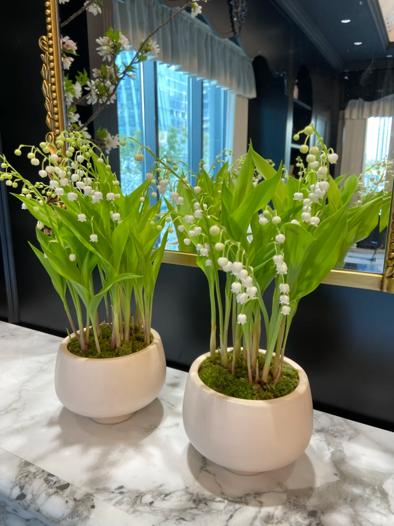 铃兰花种球浓香花卉种根四季耐寒盆栽室内外种子开花绿植种根
