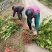 川佛手种植基地中药材种植基地一手货源包技术包回收