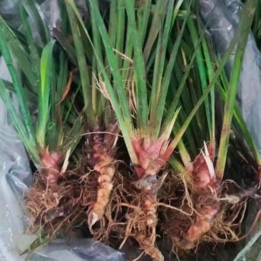 石菖蒲苗四川中药材种植基地中药材种植基地