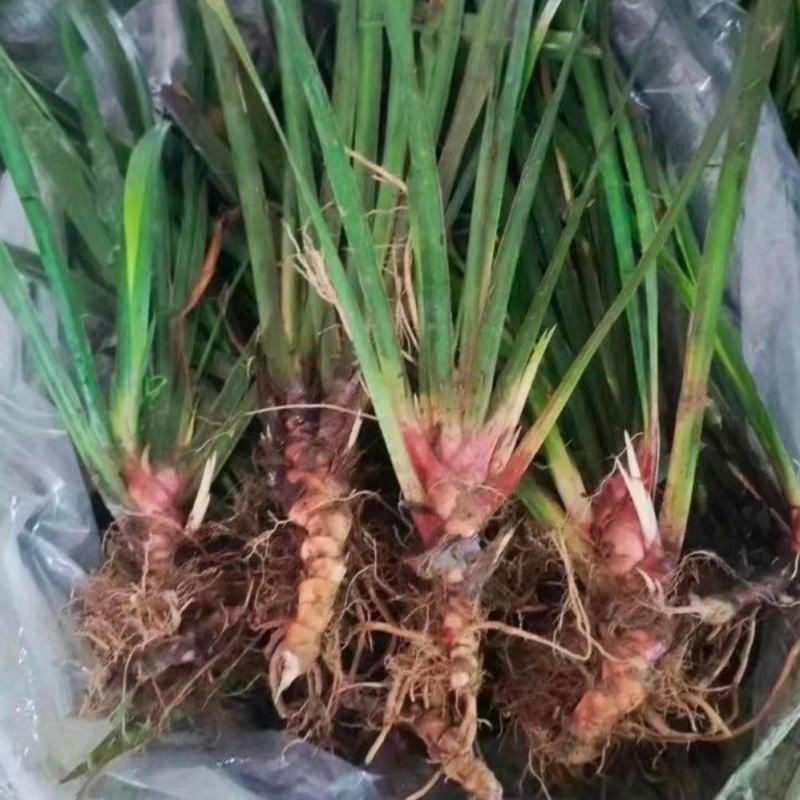 石菖蒲苗四川中药材种植基地中药材种植基地