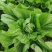 大量芥菜出售