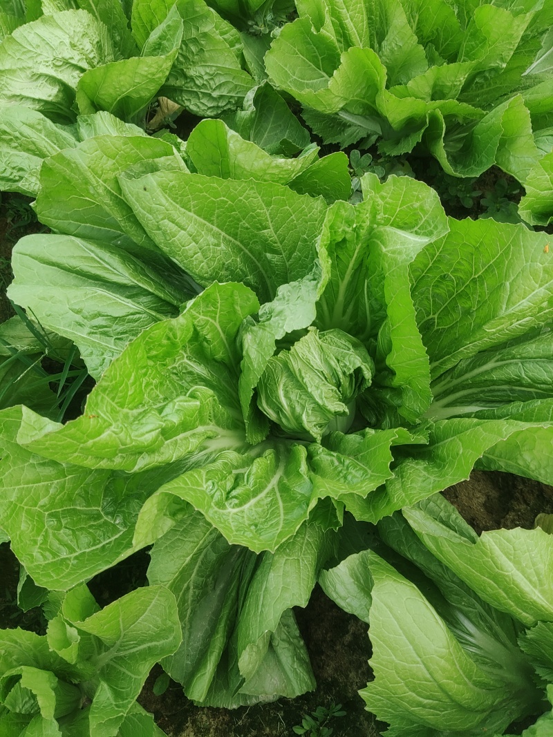 大量芥菜出售