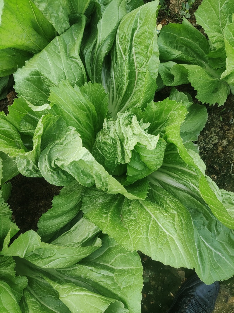 大量芥菜出售