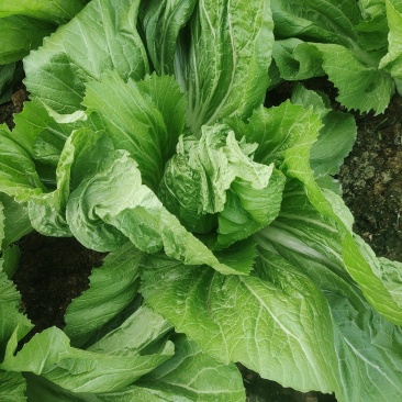 大量芥菜出售