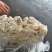 肥猪耳根碎肉10kg/箱新货