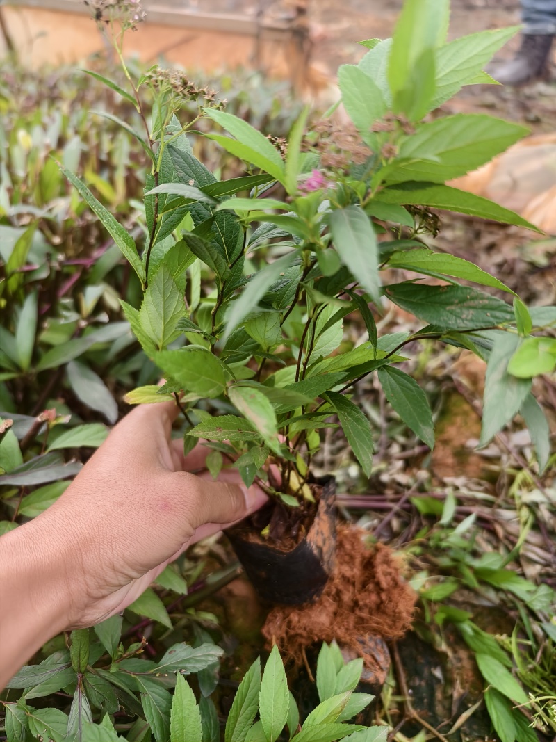 绣线菊