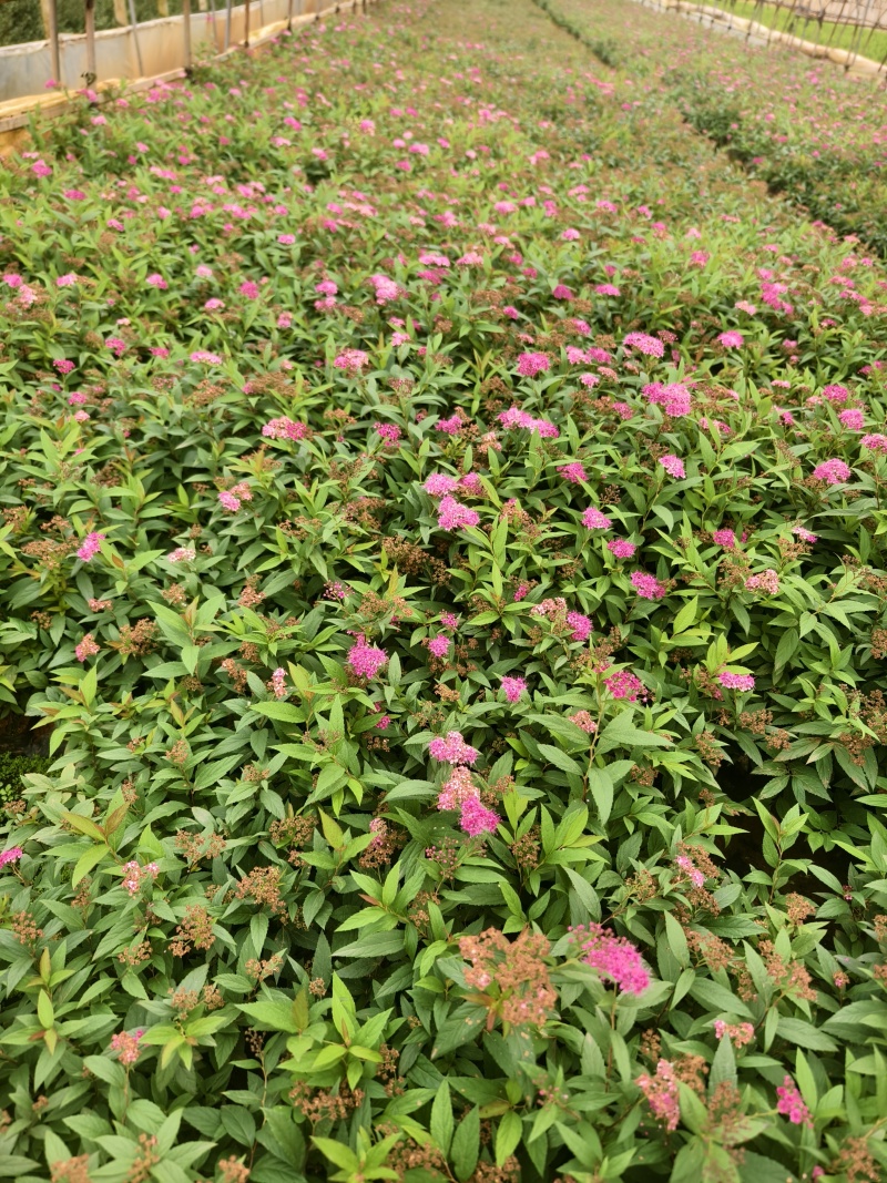 绣线菊