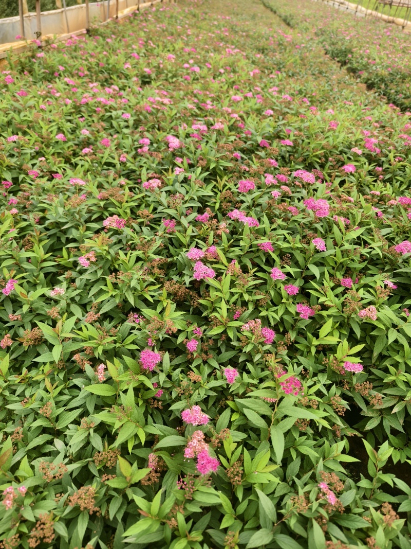 绣线菊