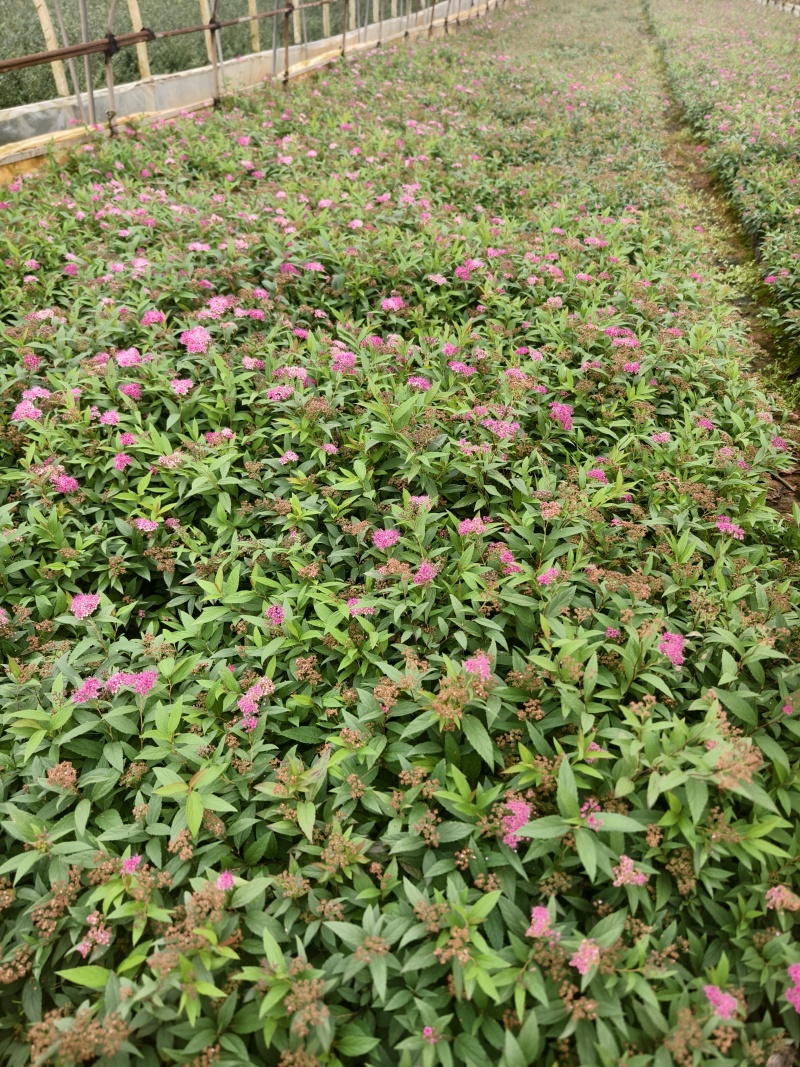 绣线菊