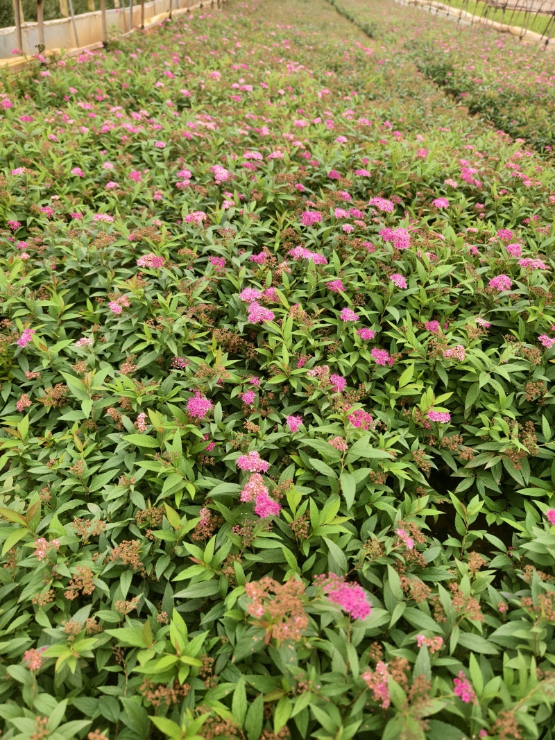绣线菊