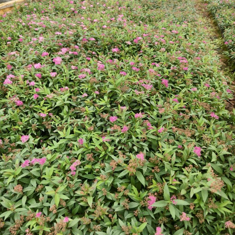 绣线菊