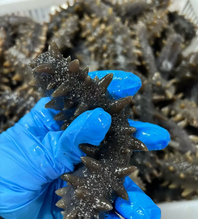 口感耿啾，即食海参