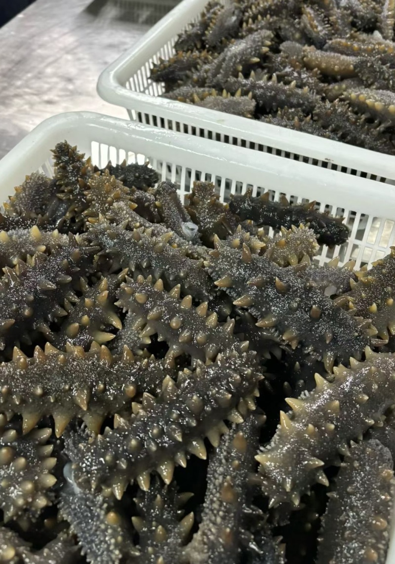 口感耿啾，即食海参