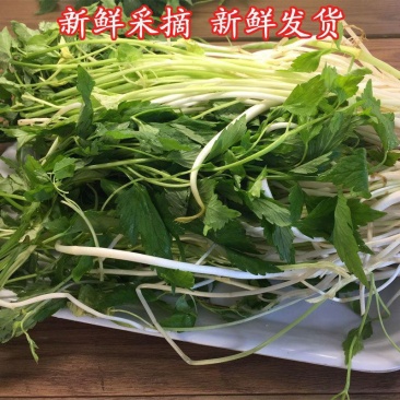 芹芽/产区直发/大量有货/当天发货