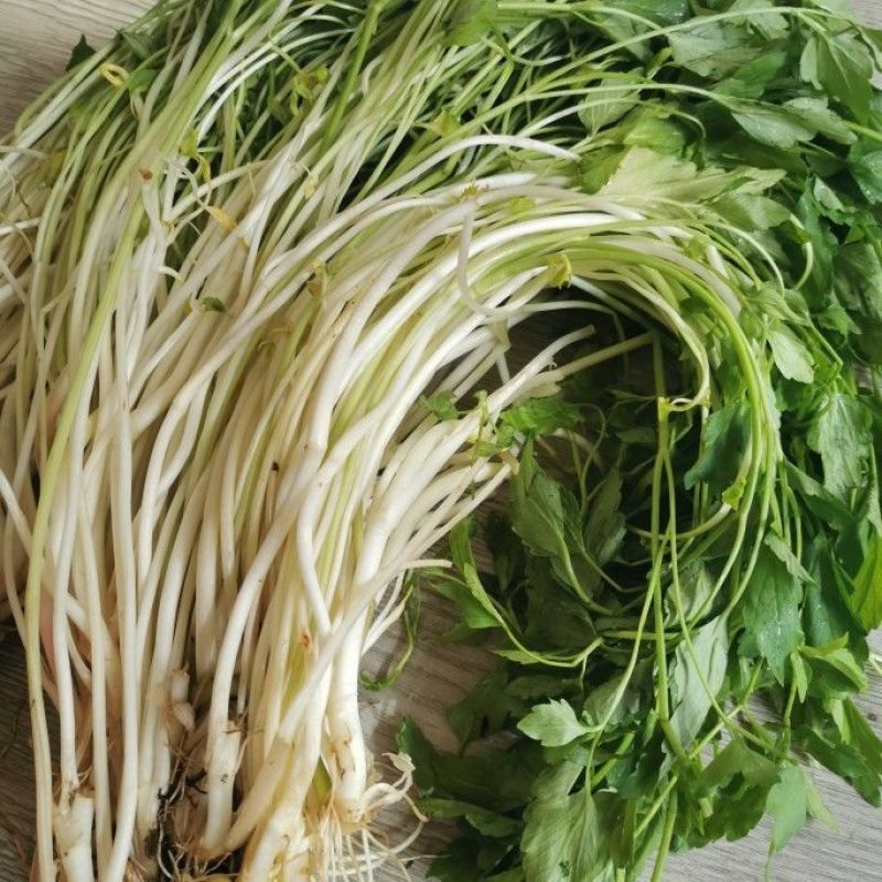 芹芽/产区直发/大量有货/当天发货