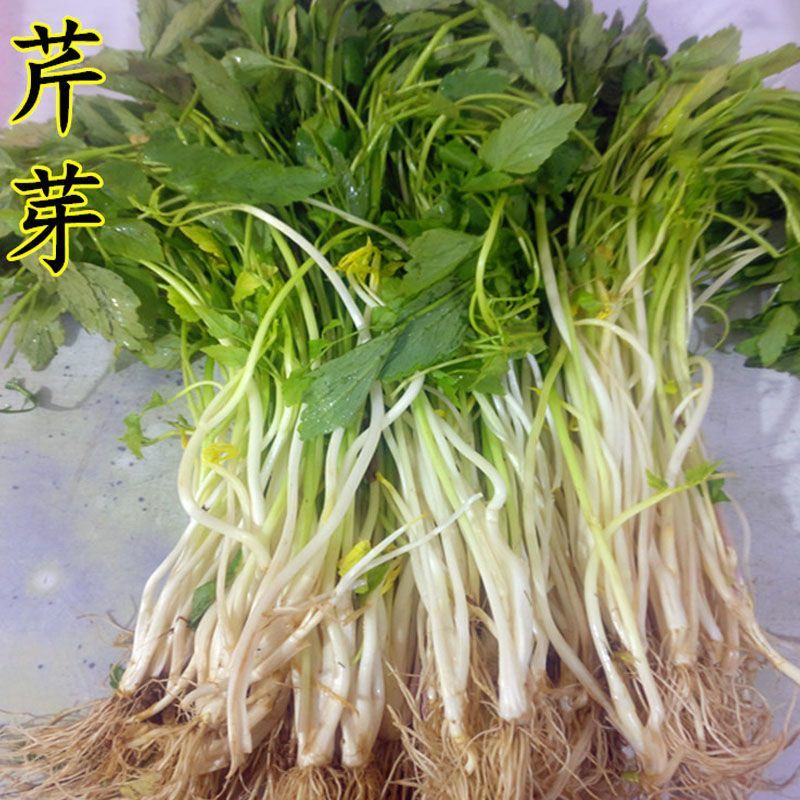 芹芽/产区直发/大量有货/当天发货