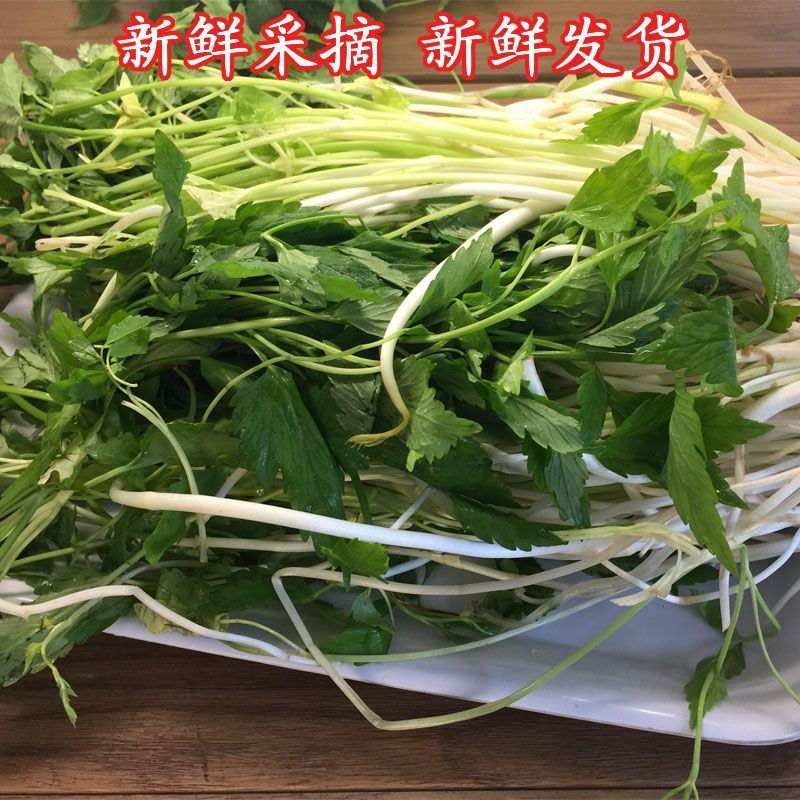 芹芽/产区直发/大量有货/当天发货