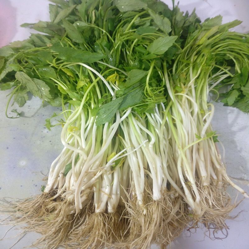 芹芽/产区直发/大量有货/当天发货