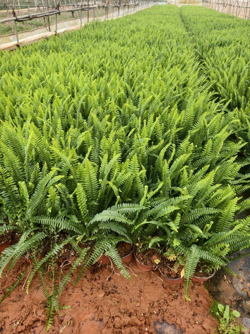 肾菊