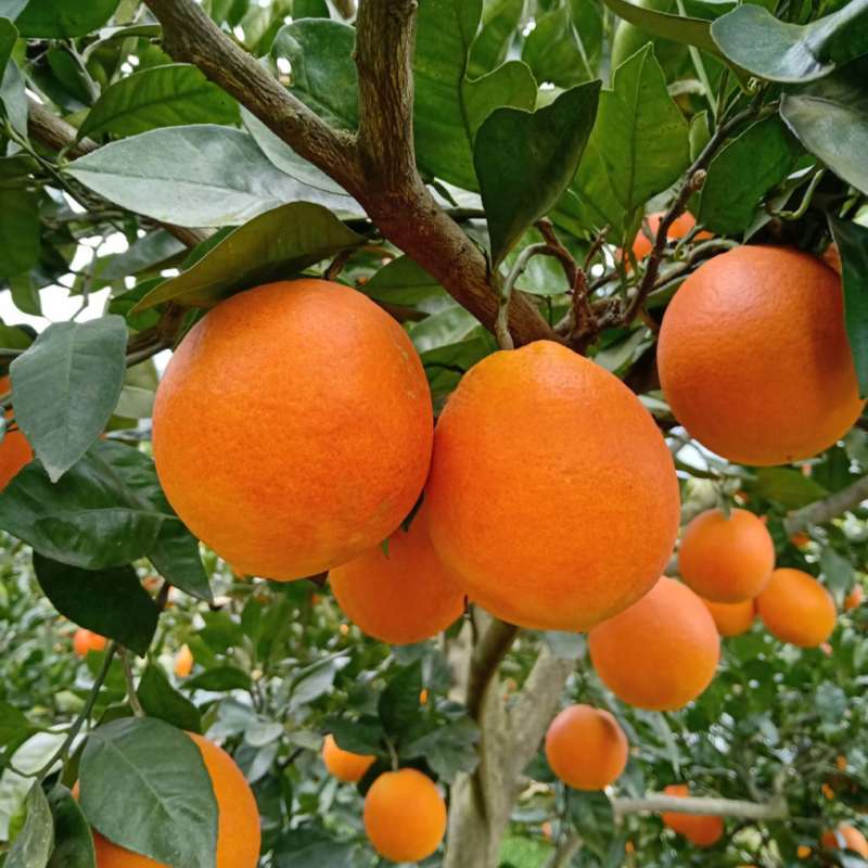 精品甜橙个大味甜挂树鲜果支持视频看果欢迎联系