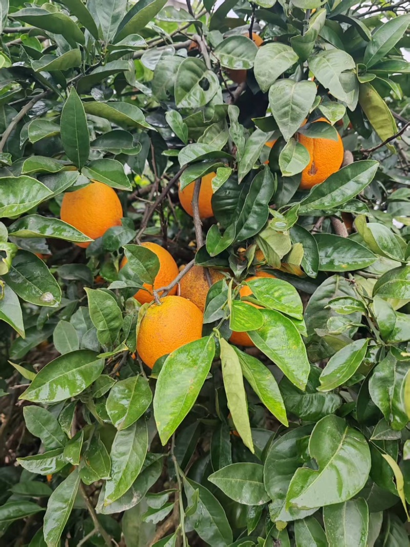 精品甜橙个大味甜挂树鲜果支持视频看果欢迎联系