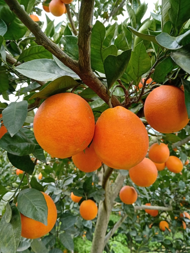 精品甜橙个大味甜挂树鲜果支持视频看果欢迎联系