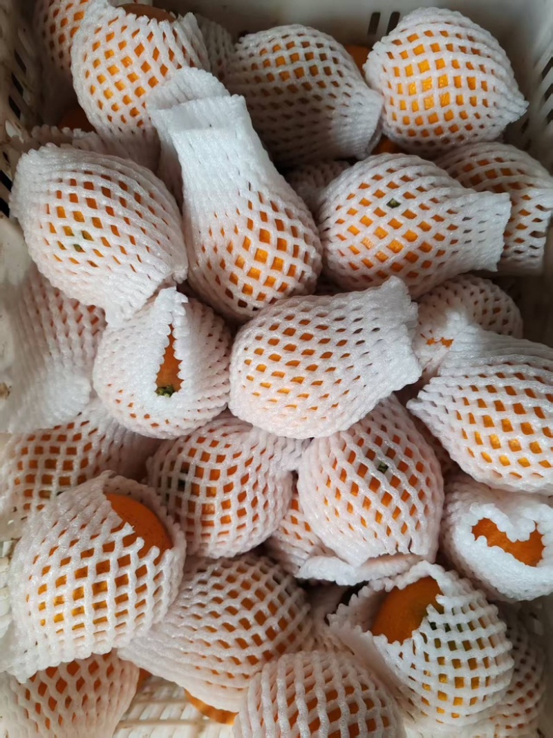 精品甜橙个大味甜挂树鲜果支持视频看果欢迎联系