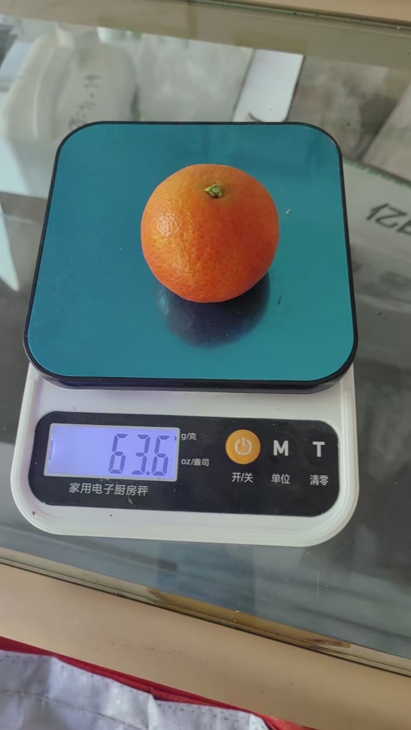 金秋沙糖桔，产地一手货源量大优惠欢迎合作量大优惠