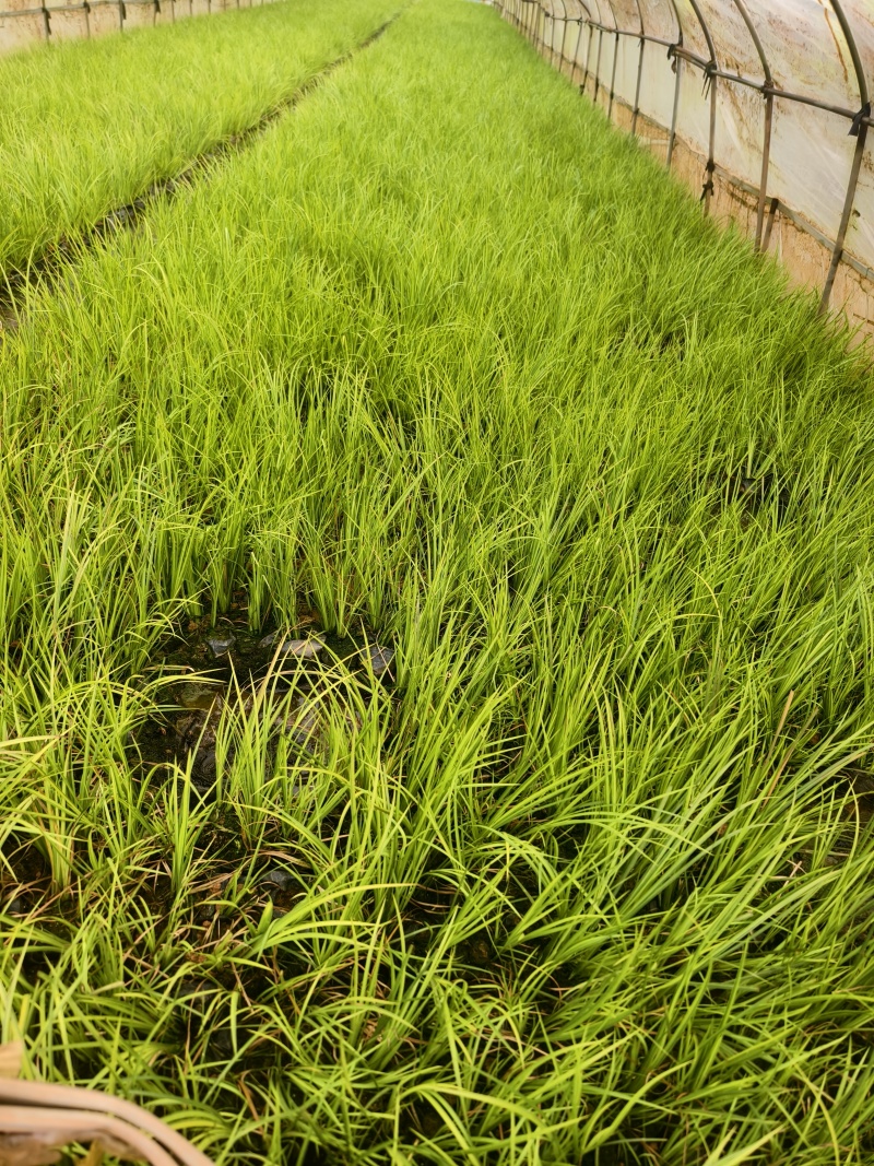 金叶石菖蒲