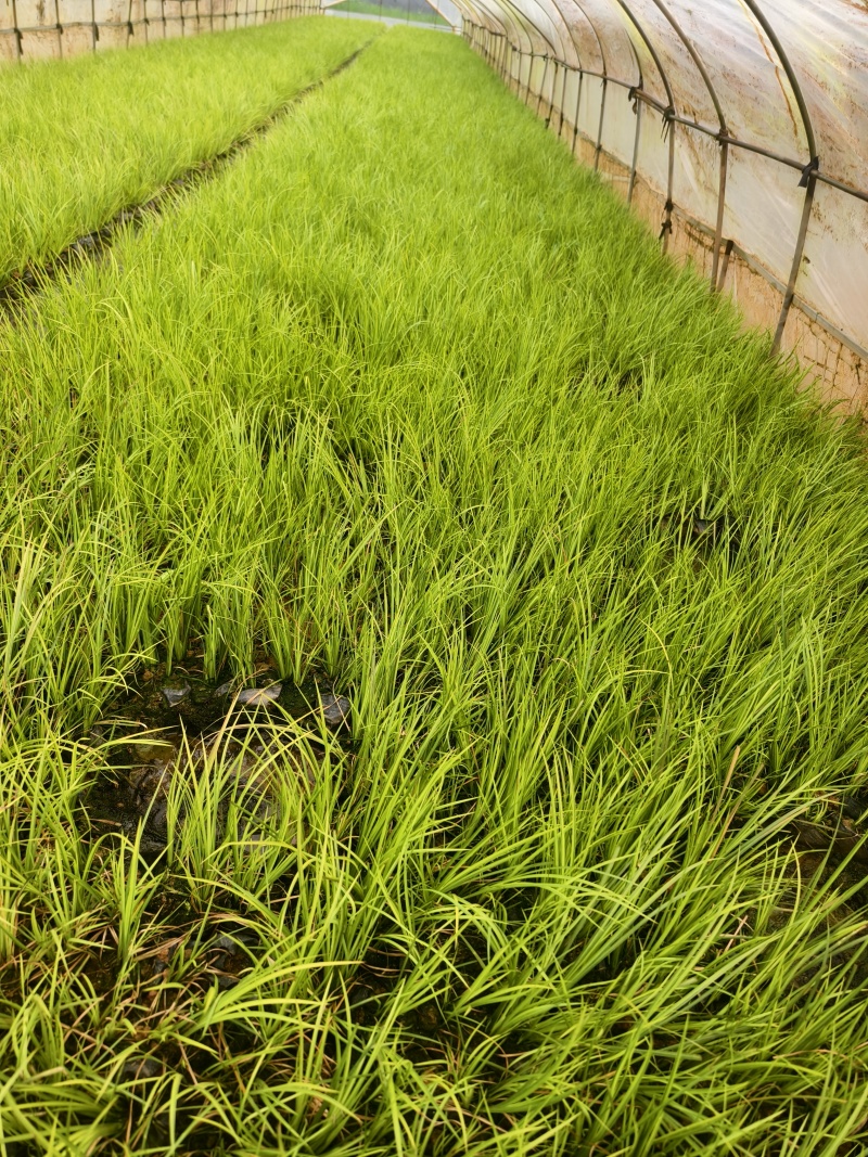 金叶石菖蒲