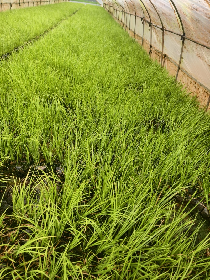 金叶石菖蒲