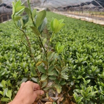 小叶栀子花