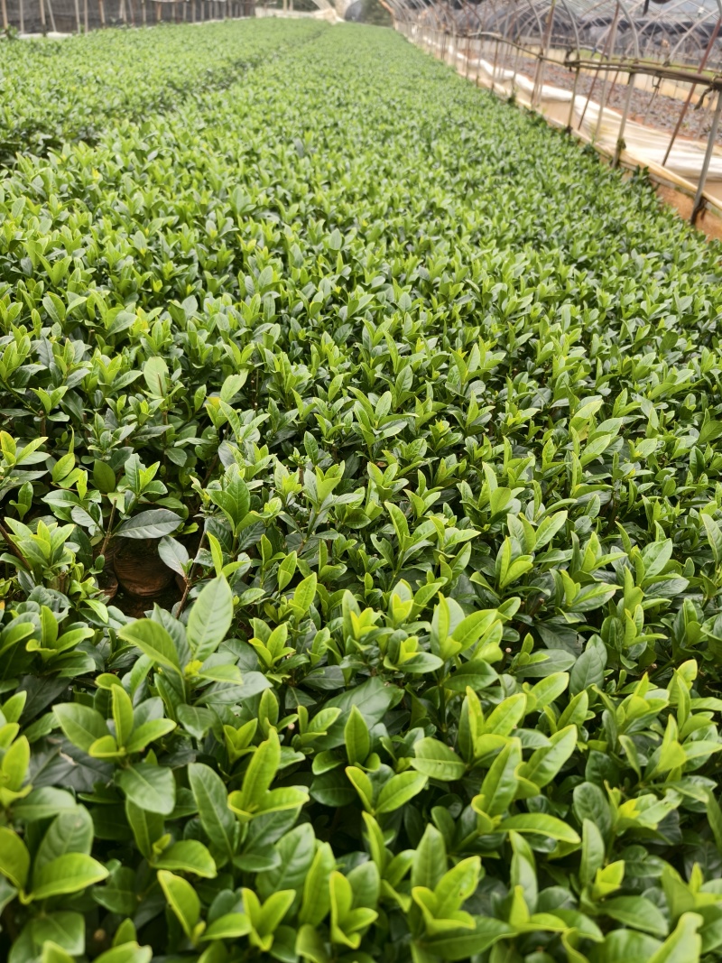 小叶栀子花