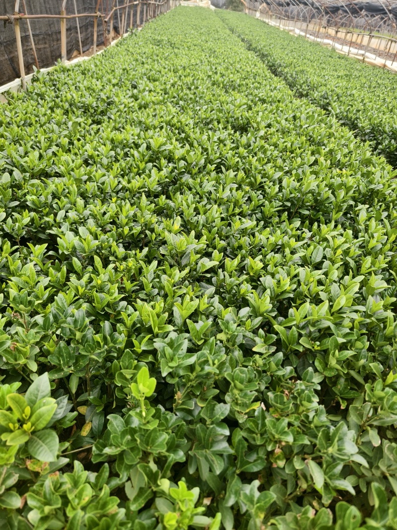 小叶栀子花