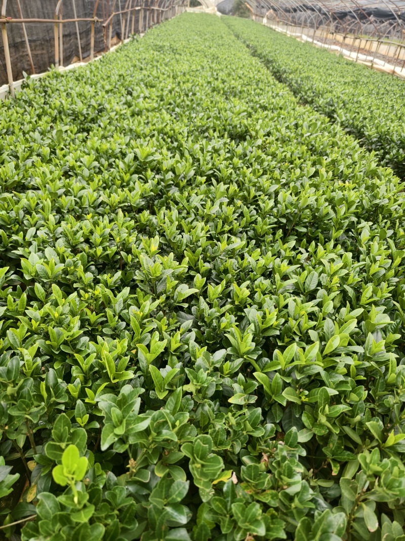 小叶栀子花