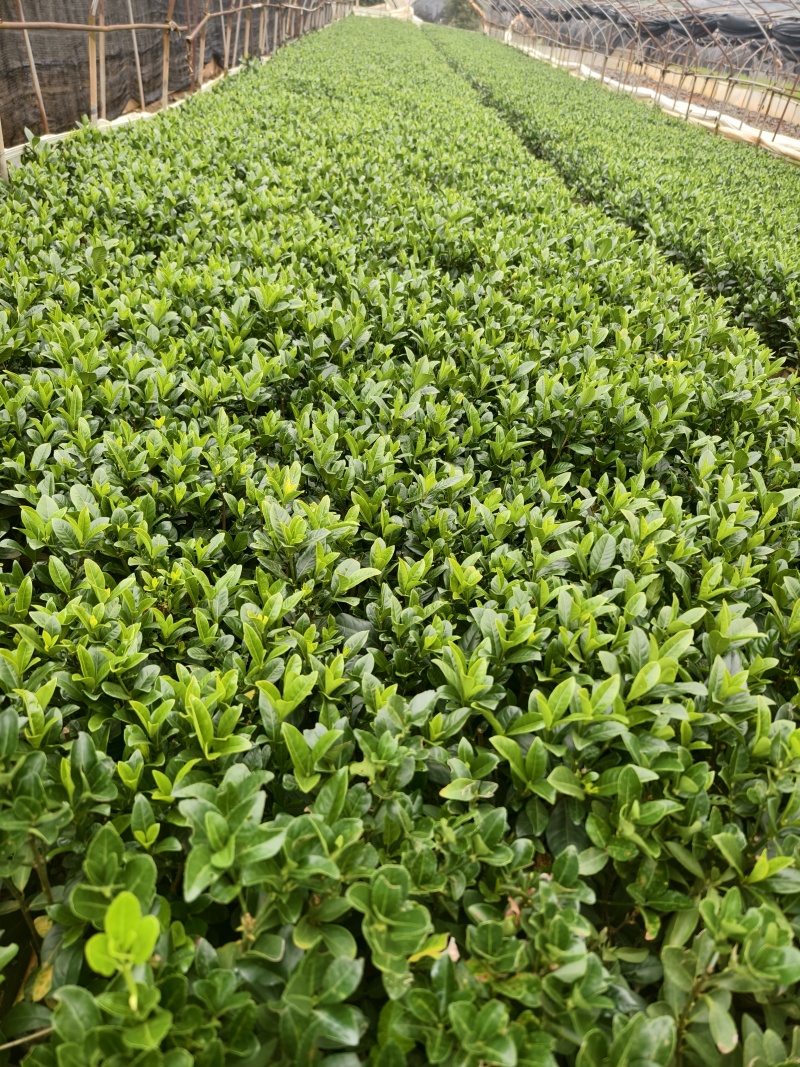 小叶栀子花
