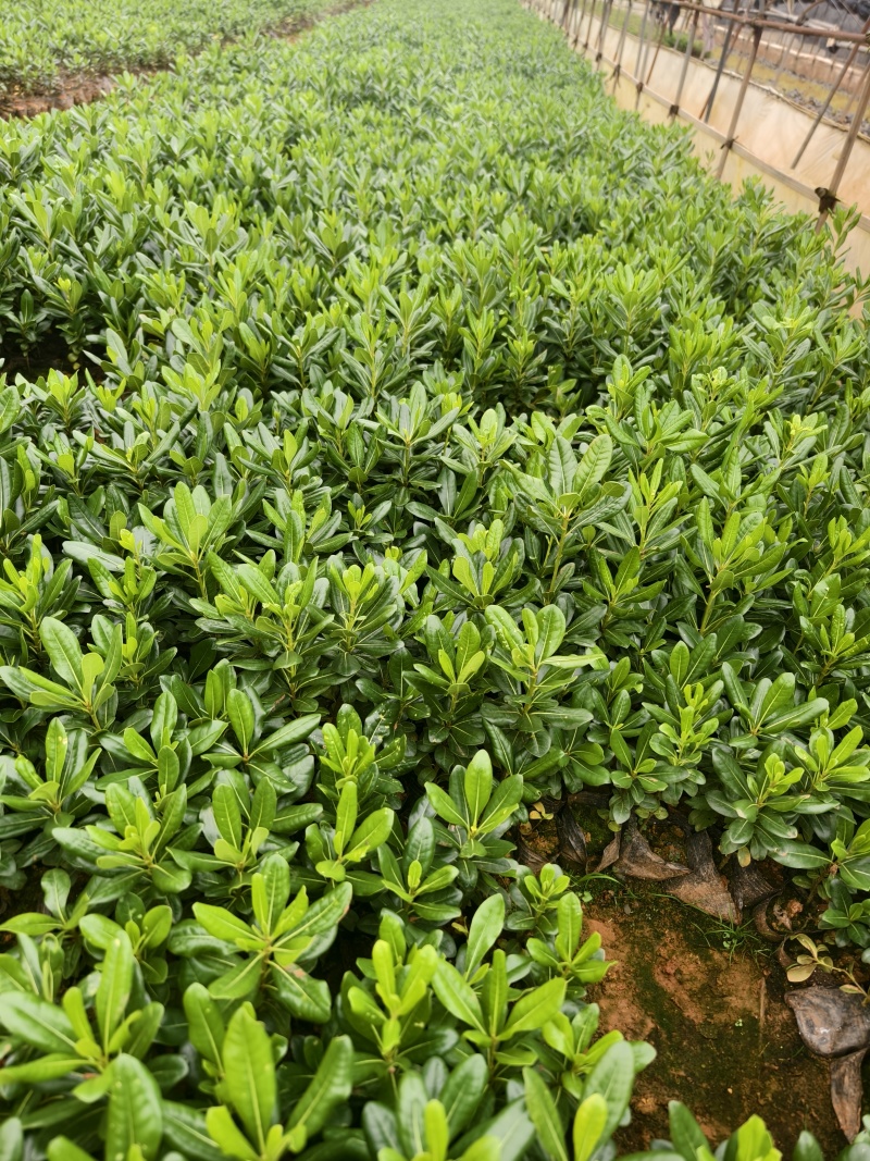 海桐